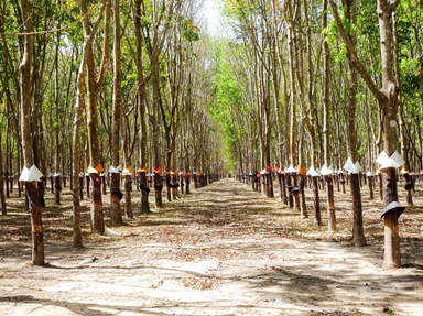Rubberwood/ Hevea general information and application