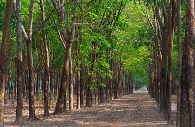 Things should have known about Rubberwood