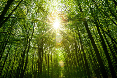 Rain Tree/ Samanea Saman general information and application
